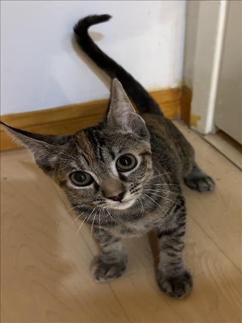 CAT BENITAR - Domestic Short Hair for adoption in Pasadena