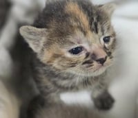 CAT BENITAR - Photo 1
