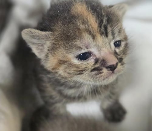CAT BENITAR - Domestic Short Hair for adoption in Los Angeles