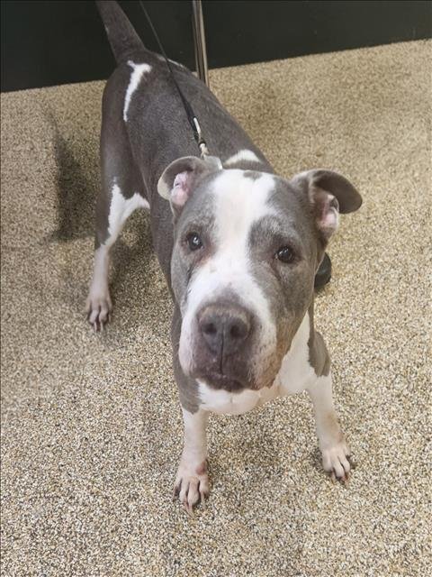 MOLLY - American Staffordshire Terrier available for adoption