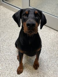 DOZER - Photo 1