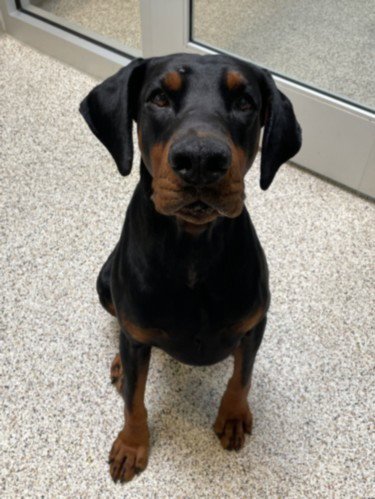DOZER - Doberman Pinscher for adoption in Los Angeles