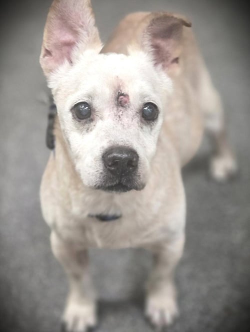 CHIPS - Chihuahua available for adoption