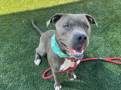BRAXX - Pit Bull Terrier available for adoption