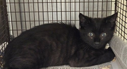 MARIO - Domestic Short Hair available for adoption