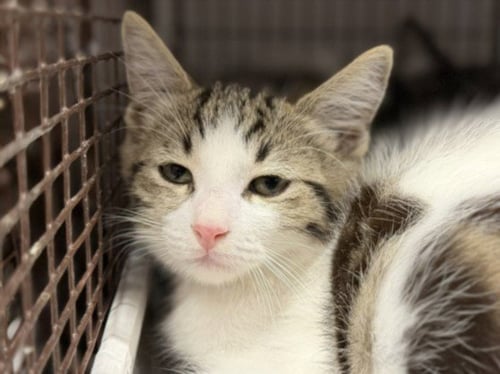 ESSENTIA - Domestic Short Hair available for adoption