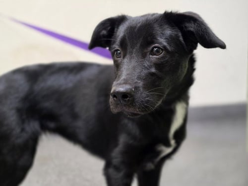 LADY - Labrador Retriever available for adoption