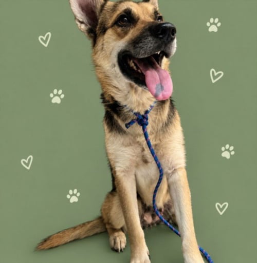 BARBS - German Shepherd Dog available for adoption