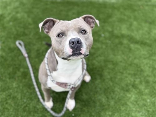 BENTLY - Pit Bull Terrier available for adoption