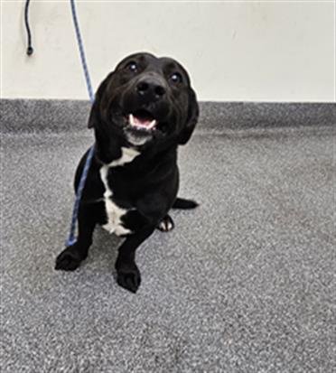 EFRAIN - Beagle available for adoption