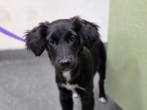 DARLING - Labrador Retriever available for adoption