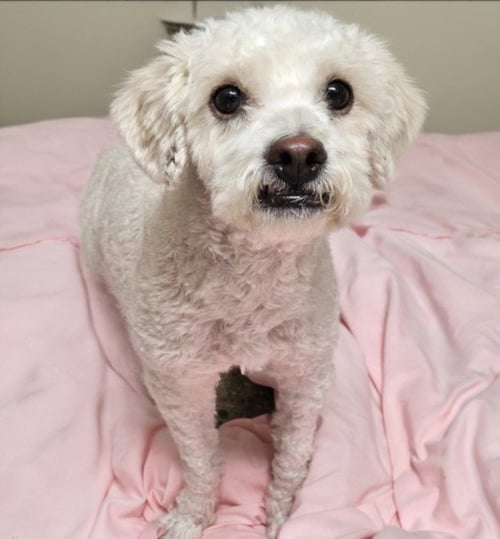 BUTTERCUP - Maltese / Poodle (Miniature) available for adoption