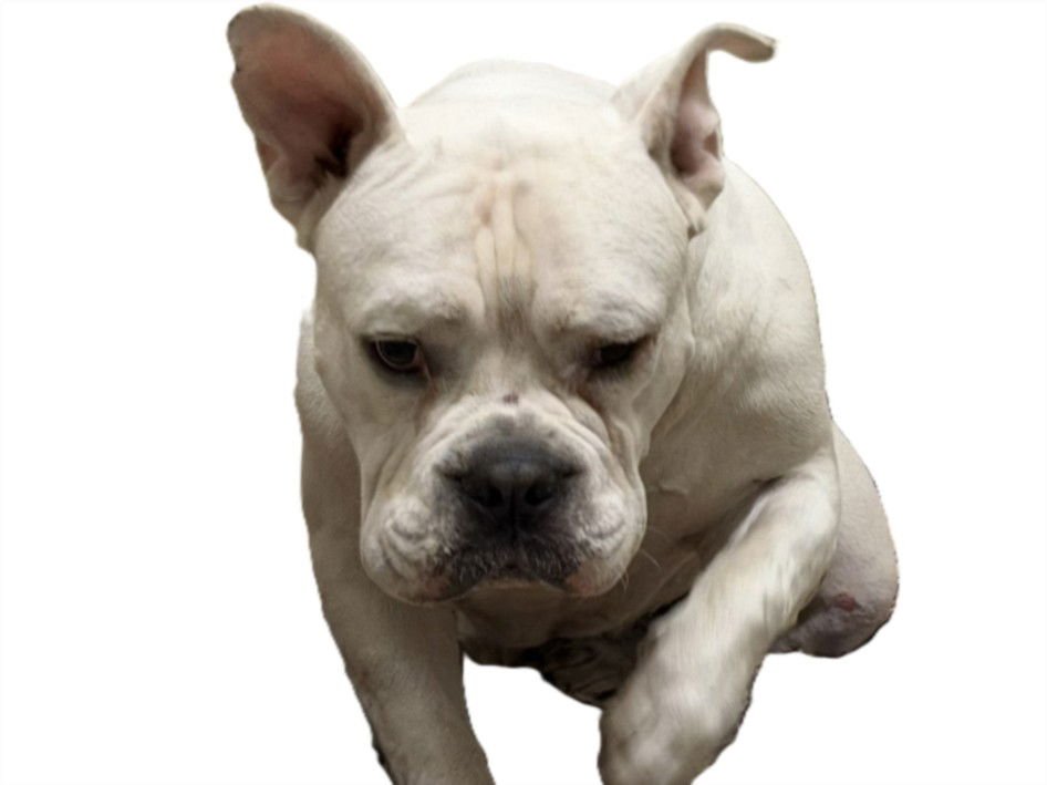 RJ - American Bulldog available for adoption