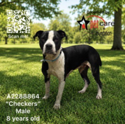 CHECKERS - American Pit Bull Terrier available for adoption