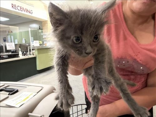 LIAM - Domestic Short Hair available for adoption