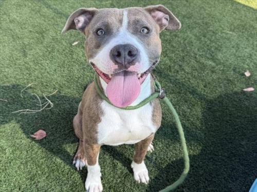 TIMMY - American Pit Bull Terrier available for adoption