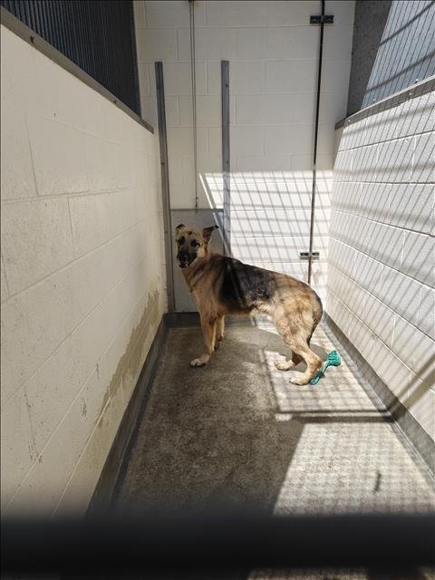 KING - German Shepherd Dog available for adoption
