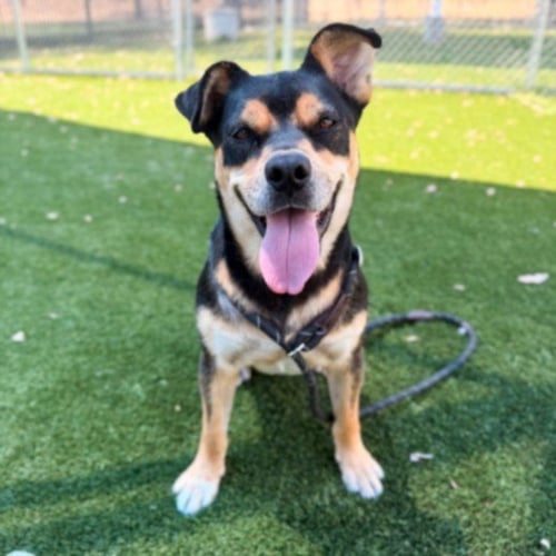 WALLY - Pit Bull Terrier / Rottweiler available for adoption