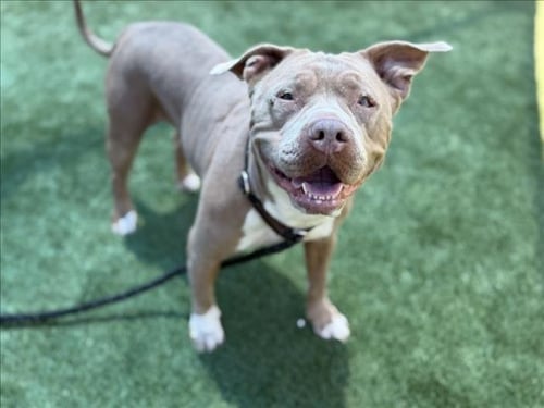 TOOTS - Pit Bull Terrier available for adoption