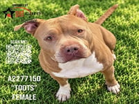 TOOTS - Photo 1
