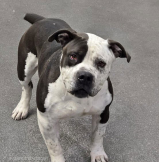 PANDA - Mastiff available for adoption