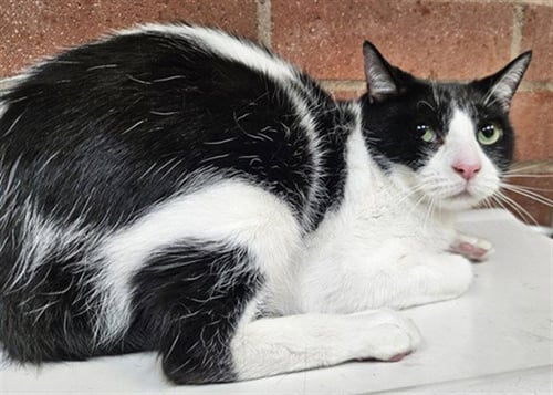 STEPA - Domestic Short Hair for adoption in Los Angeles