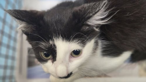 CANOLI - Domestic Short Hair available for adoption