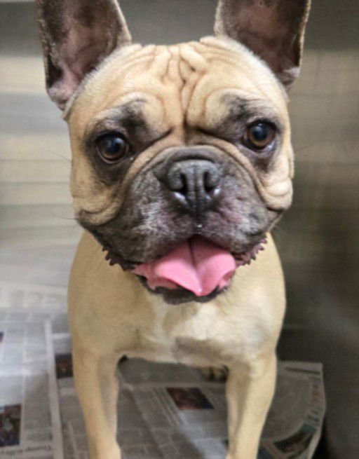 LUCY - French Bulldog available for adoption