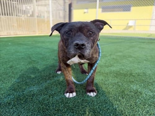 ROCKY - American Staffordshire Terrier available for adoption