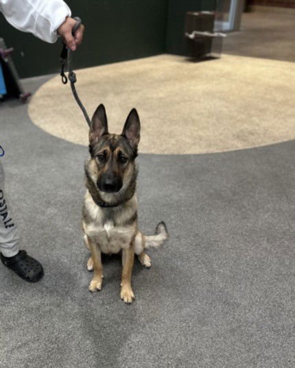 LYNX - German Shepherd Dog available for adoption