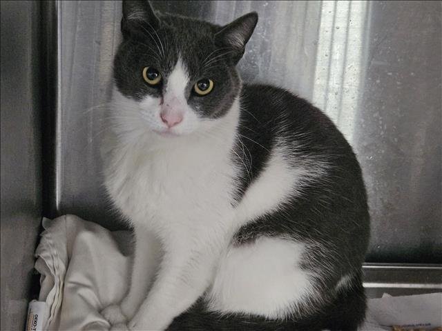 LUCI Image