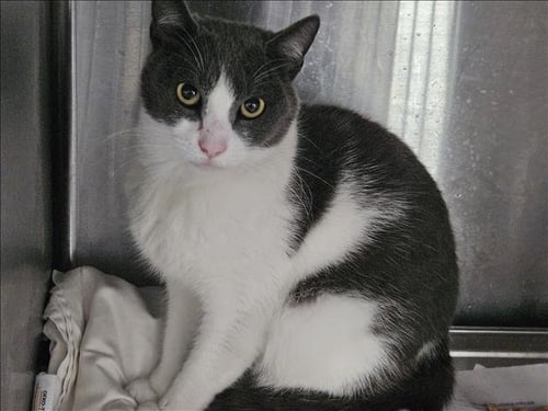 LUCI - Domestic Short Hair available for adoption