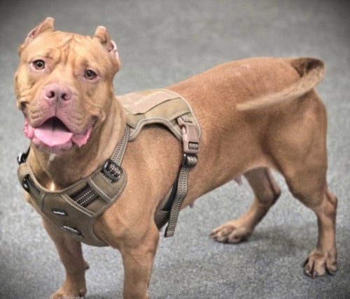 GINGER - Pit Bull Terrier available for adoption