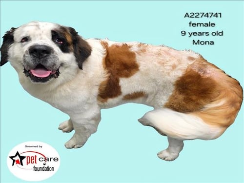 MONA - Saint Bernard available for adoption