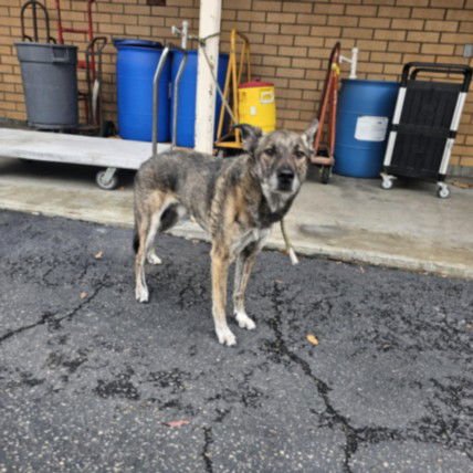 WUCHANG - German Shepherd Dog available for adoption