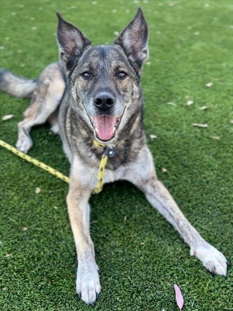 WUCHANG - German Shepherd Dog for adoption in Los Angeles