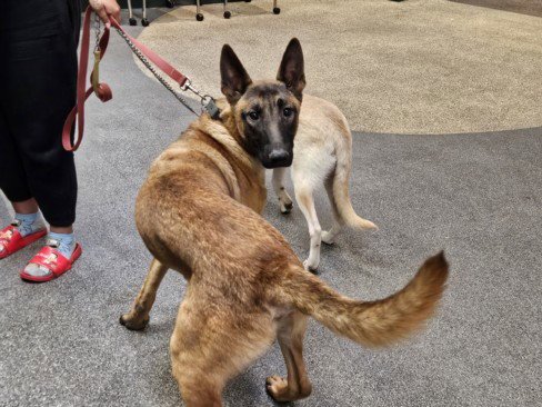 MATEO - German Shepherd Dog for adoption in Los Angeles