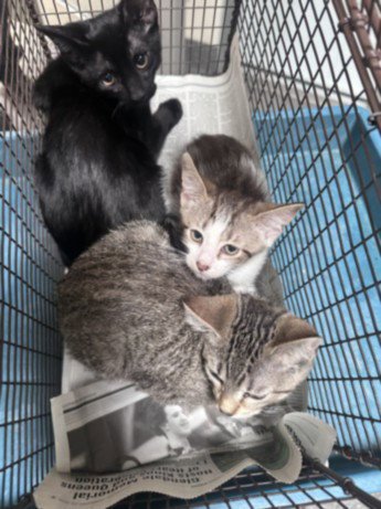 CUPCAKE - Domestic Short Hair available for adoption