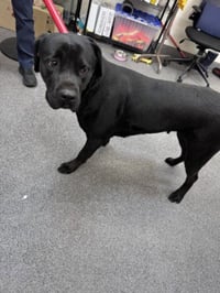 BAGHEERA - Photo 1