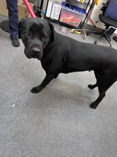 BAGHEERA - Labrador Retriever / Pit Bull Terrier available for adoption