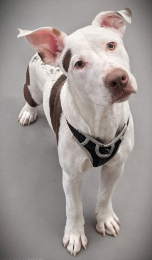 BUDDY - Pit Bull Terrier available for adoption