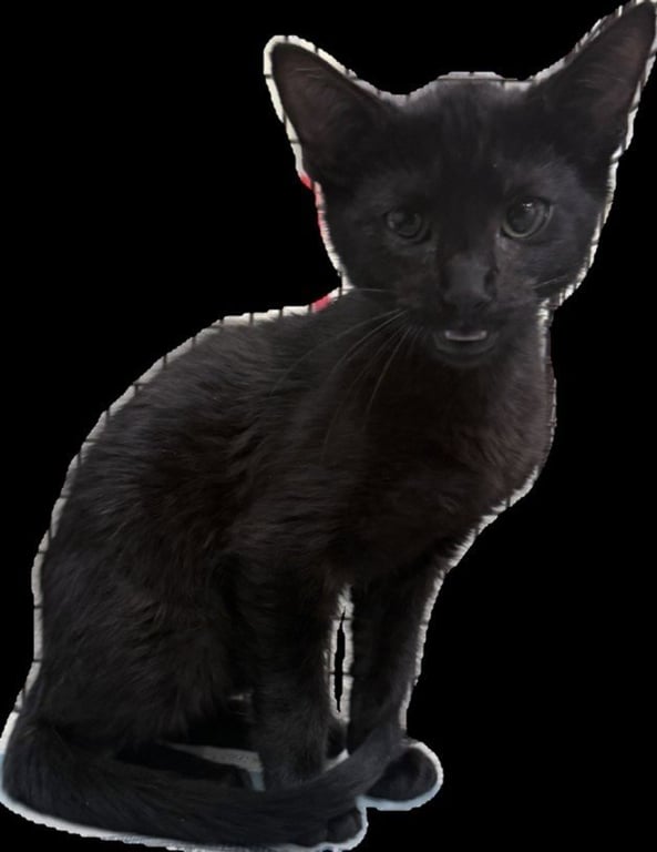 BLAINE Image