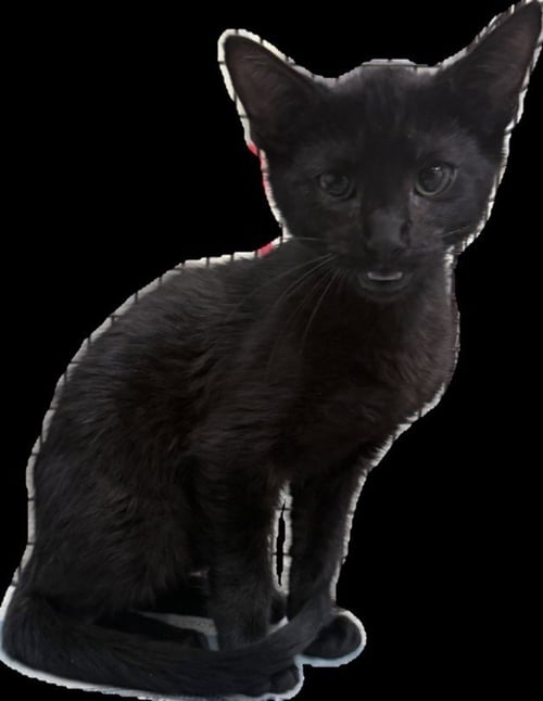 BLAINE - Domestic Short Hair available for adoption