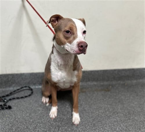 SUMMER - Pit Bull Terrier available for adoption
