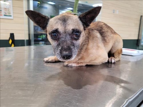 BALI - Chihuahua available for adoption