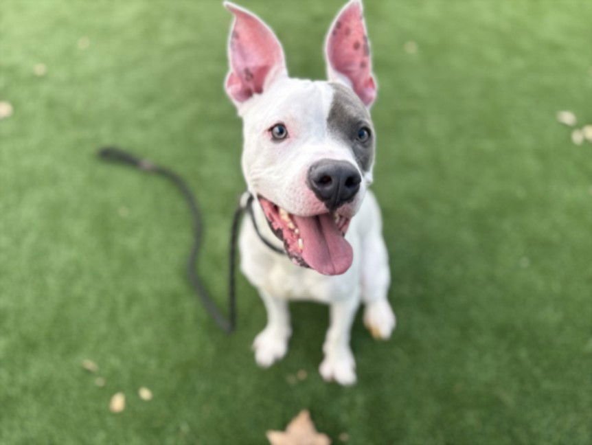 JELLY - Pit Bull Terrier available for adoption