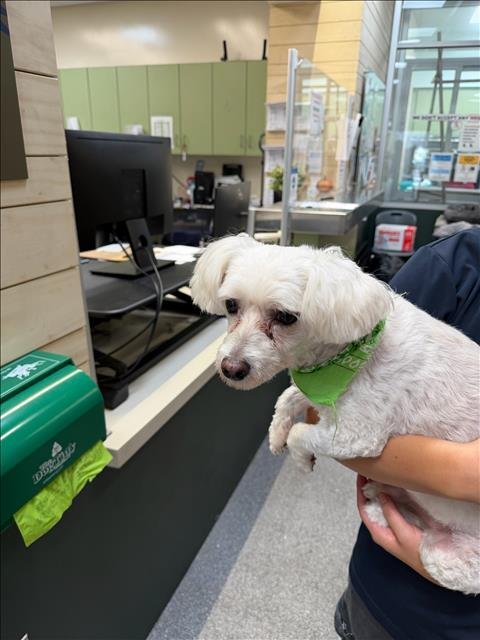 OLIVE - Maltese available for adoption