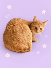 GALILEO - Photo 1
