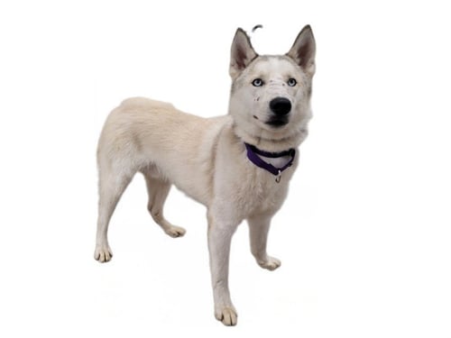 SNOW - Alaskan Malamute available for adoption