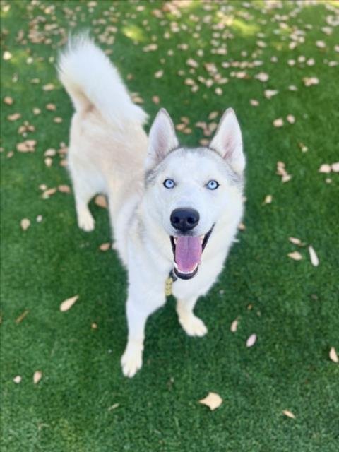 SNOW - Alaskan Malamute available for adoption